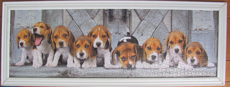 1-27-2012-beagles