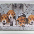 1-27-2012-beagles.JPG